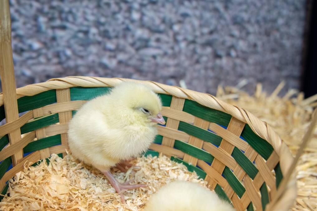 Nyngan students to raise chicks for competition